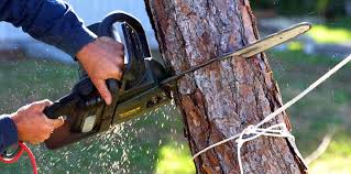 Best Tree Preservation Services  in Bonny Doon, CA
